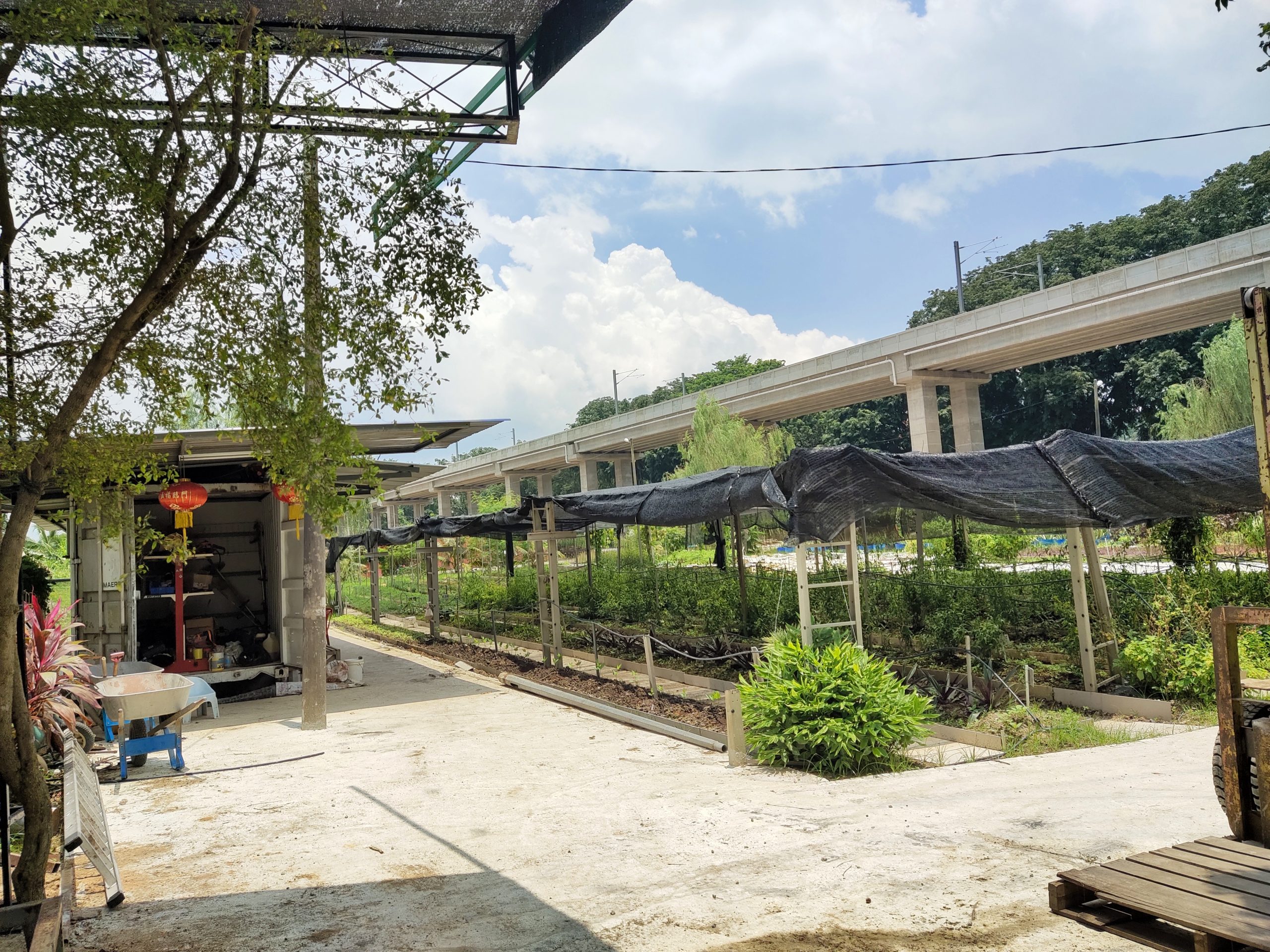 柔:【特稿】善心美事:德教会紫銮阁草药圃