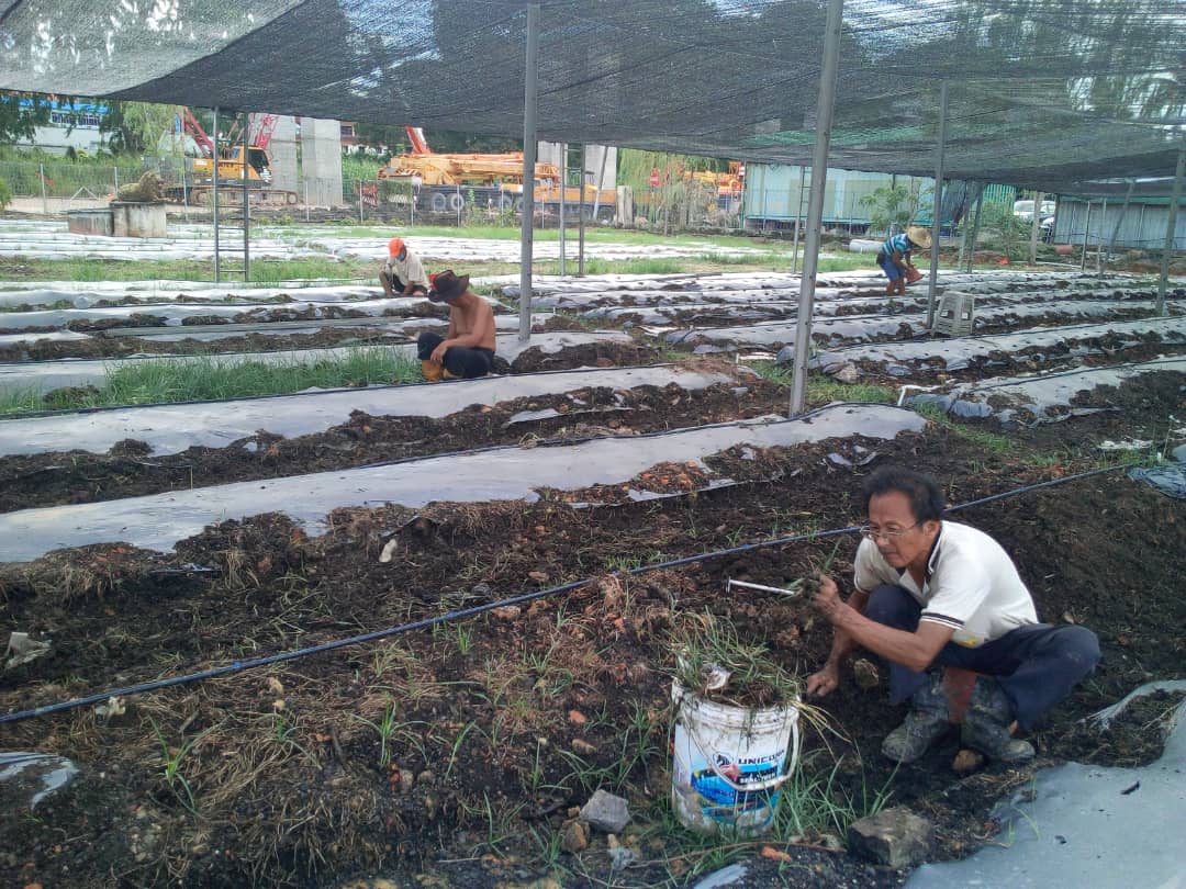 柔:【特稿】善心美事:德教会紫銮阁草药圃