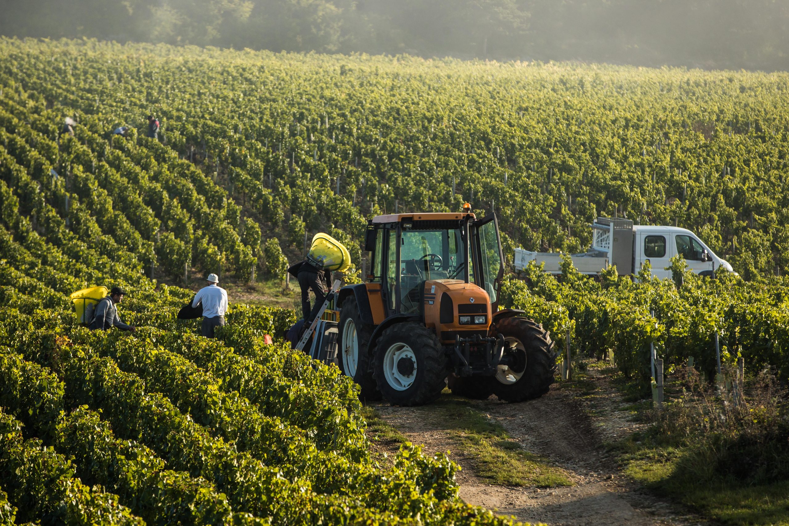 看世界4  /极端天气频发 今年法国葡萄产量恐创历史新低