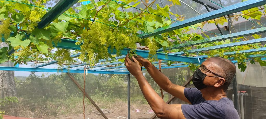 细心照料葡萄树 成慕亚林县新农业旅游景点