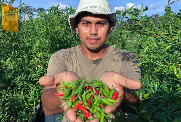 经理失业转当农夫 种辣椒月入过万