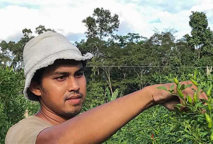 经理失业转当农夫 种辣椒月入过万