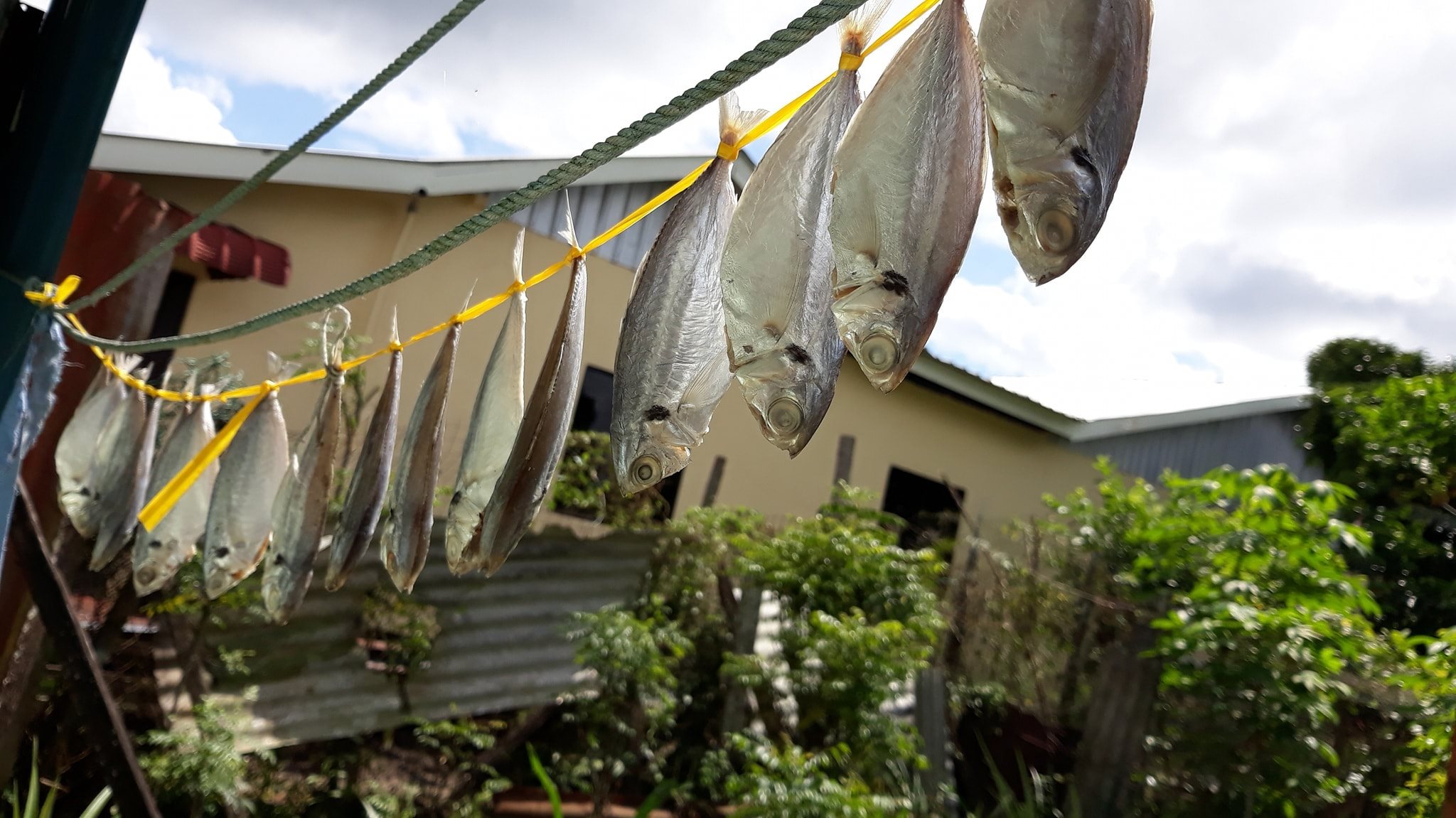 重拾新村生活法／自腌咸鱼