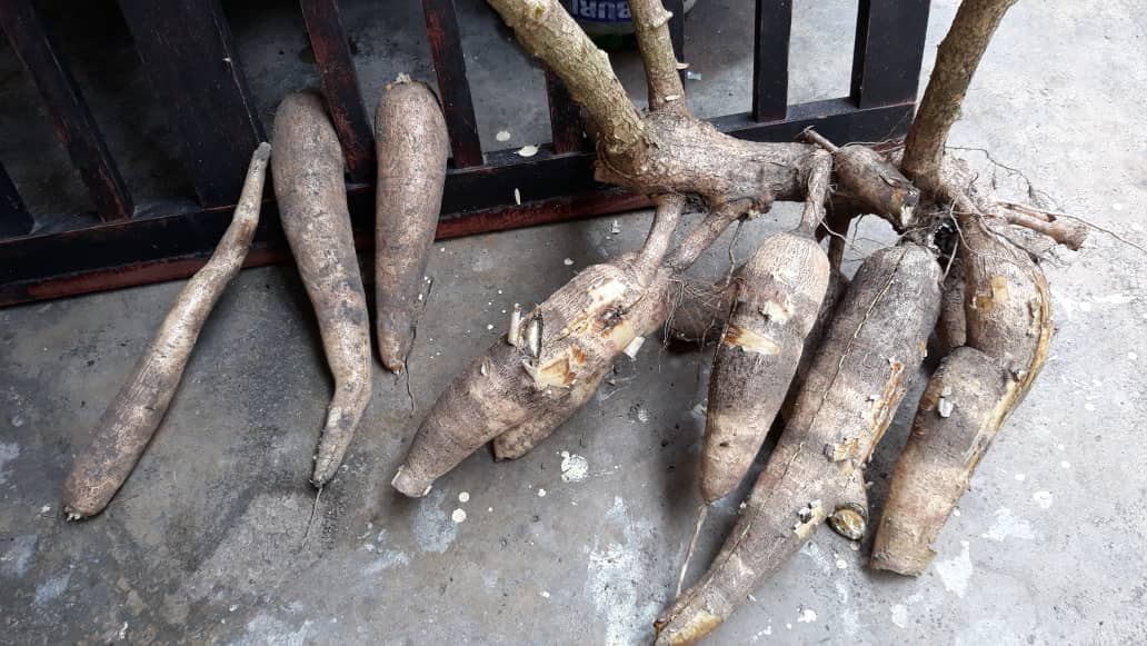 重拾新村生活/自制木薯粉