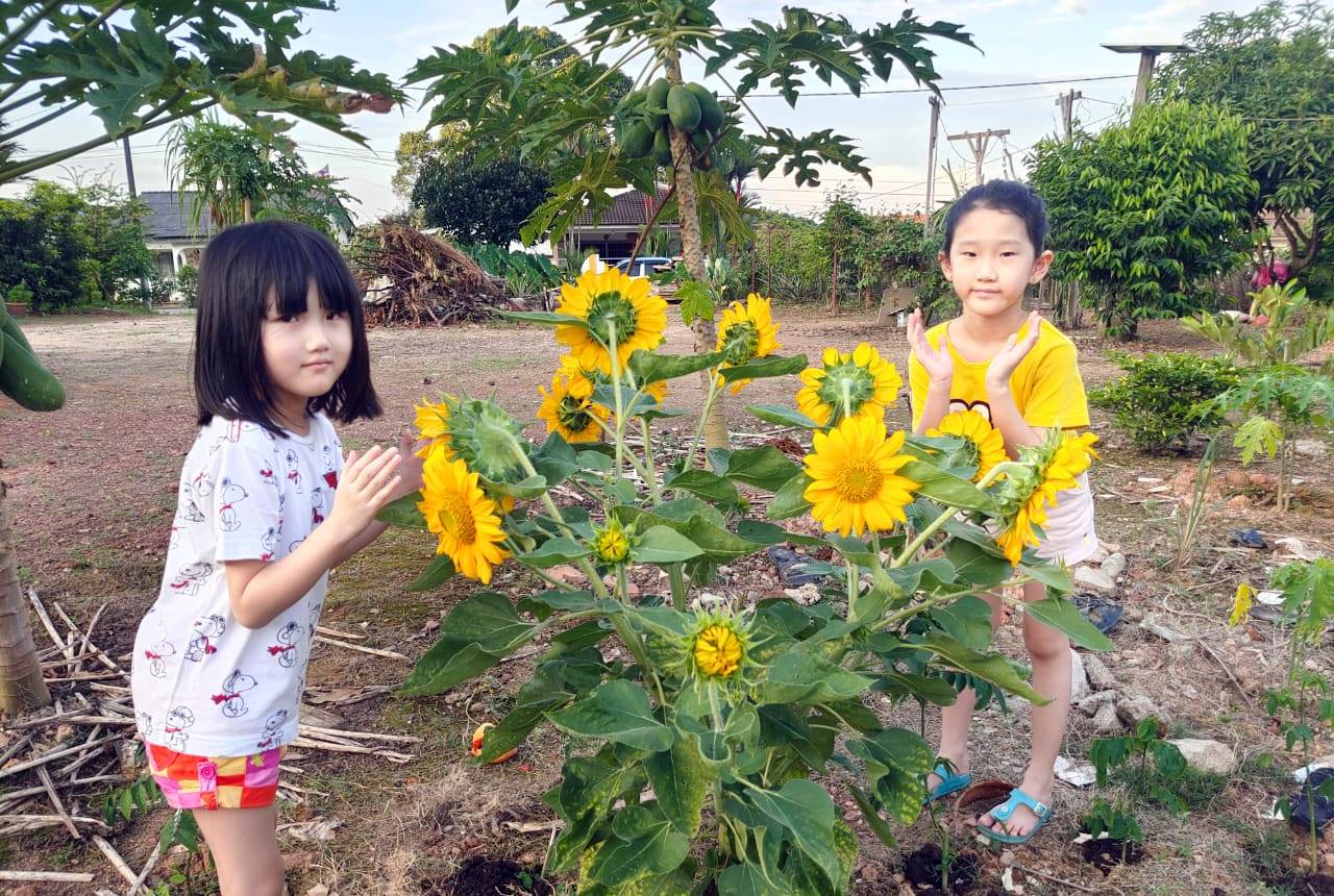 （古城封面主文）“我们的新村，我们来美化”计划，村长先栽种80太阳花，盼村民配合