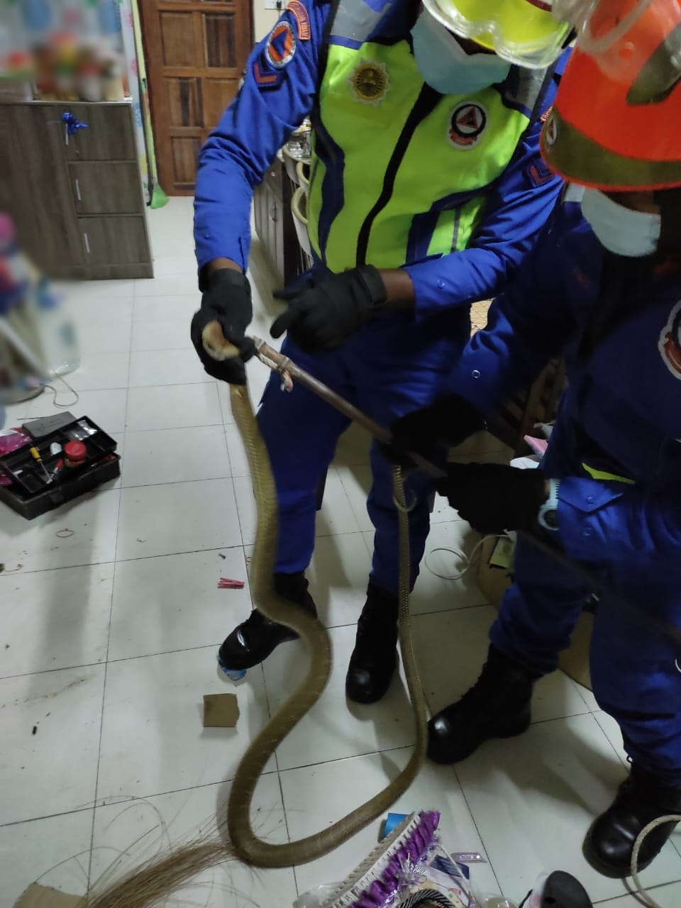 (古城版)眼镜蛇王出没居民报警求助