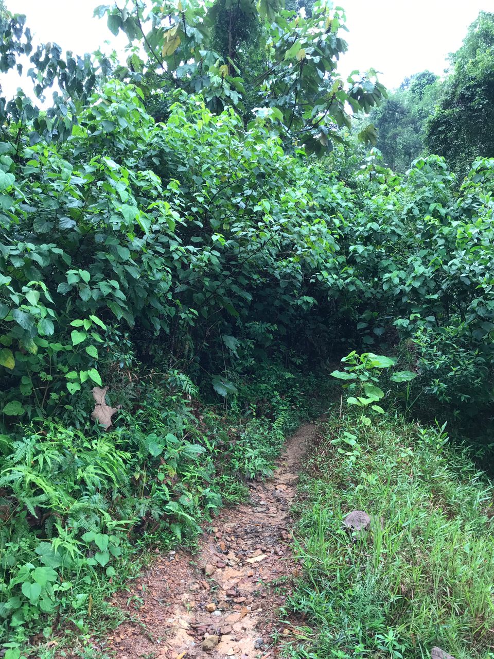 （古城第三版主文）熊山通CP4路线泥土流失 登山客受促留意