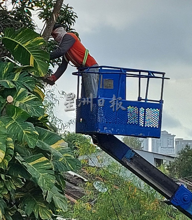 （古城第二版主文）一星期内接二连三树倒，陈劲源吁关注避免造成损伤发生