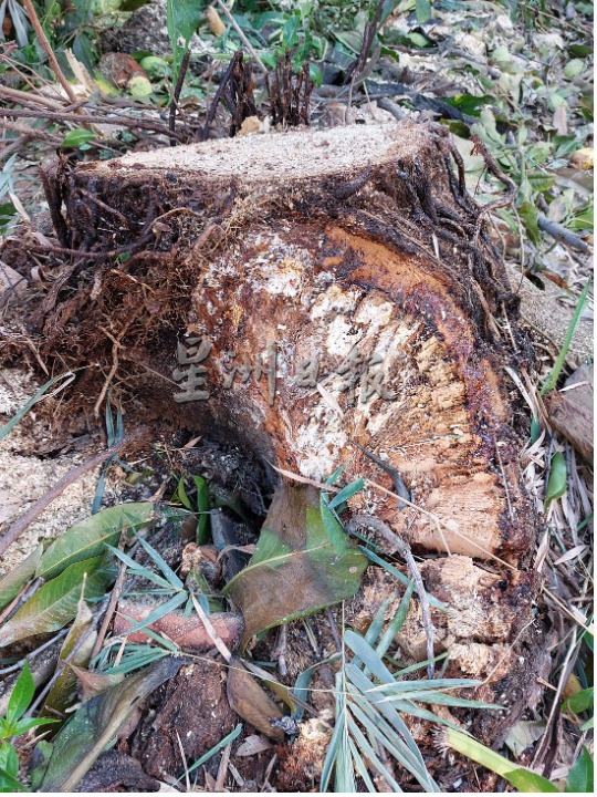 （古城第二版主文）一星期内接二连三树倒，陈劲源吁关注避免造成损伤发生