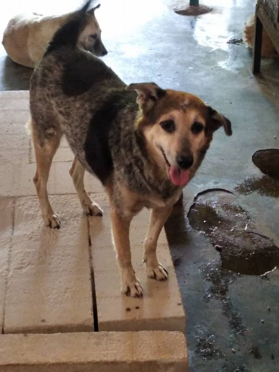 （古城第四版主文）甲防虐动物协会推出“助养宠物”活动