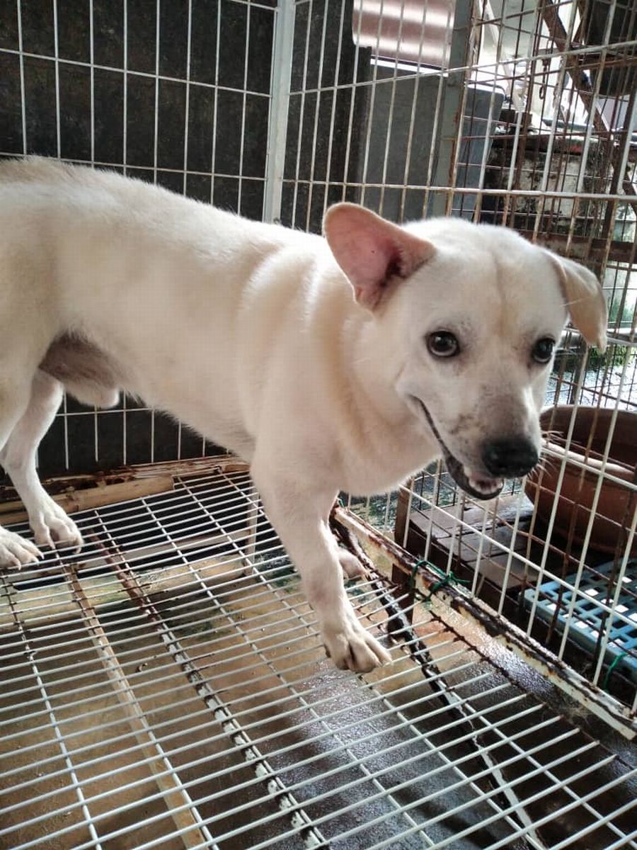 （古城第四版主文）甲防虐动物协会推出“助养宠物”活动