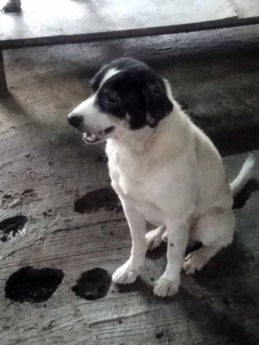 （古城第四版主文）甲防虐动物协会推出“助养宠物”活动