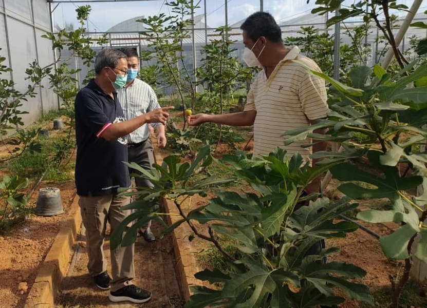 NS朱湖:引入私营企业推广农产品,叶朝政助朱湖特产“从农场到餐桌”