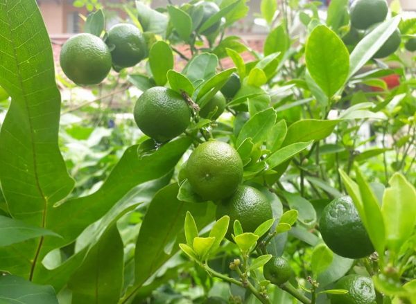 诺依占：前景非常看俏 鼓励年轻人投入农业领域
