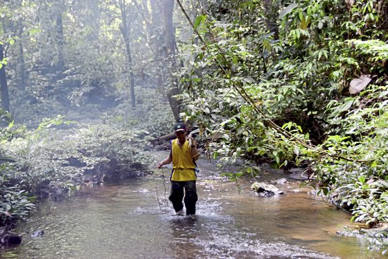 【古晋笔记】蔡羽/毛姆的木麻黄树和阿金