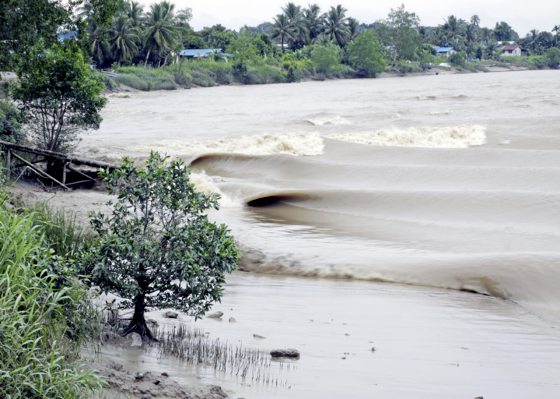 【古晋笔记】蔡羽/毛姆的木麻黄树和阿金