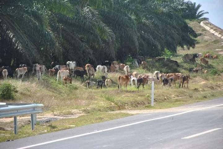 东:中枢大道有牛群出没,驾驶人士须小心注意安全