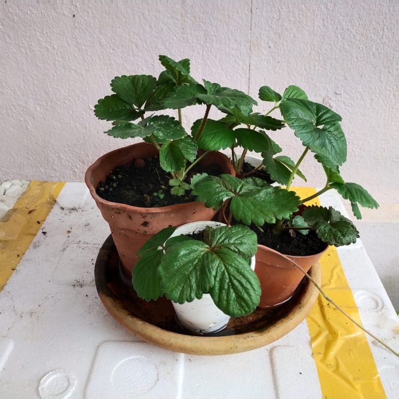 **东：空窗期加入耕种行列自给自足，享受耕种乐趣