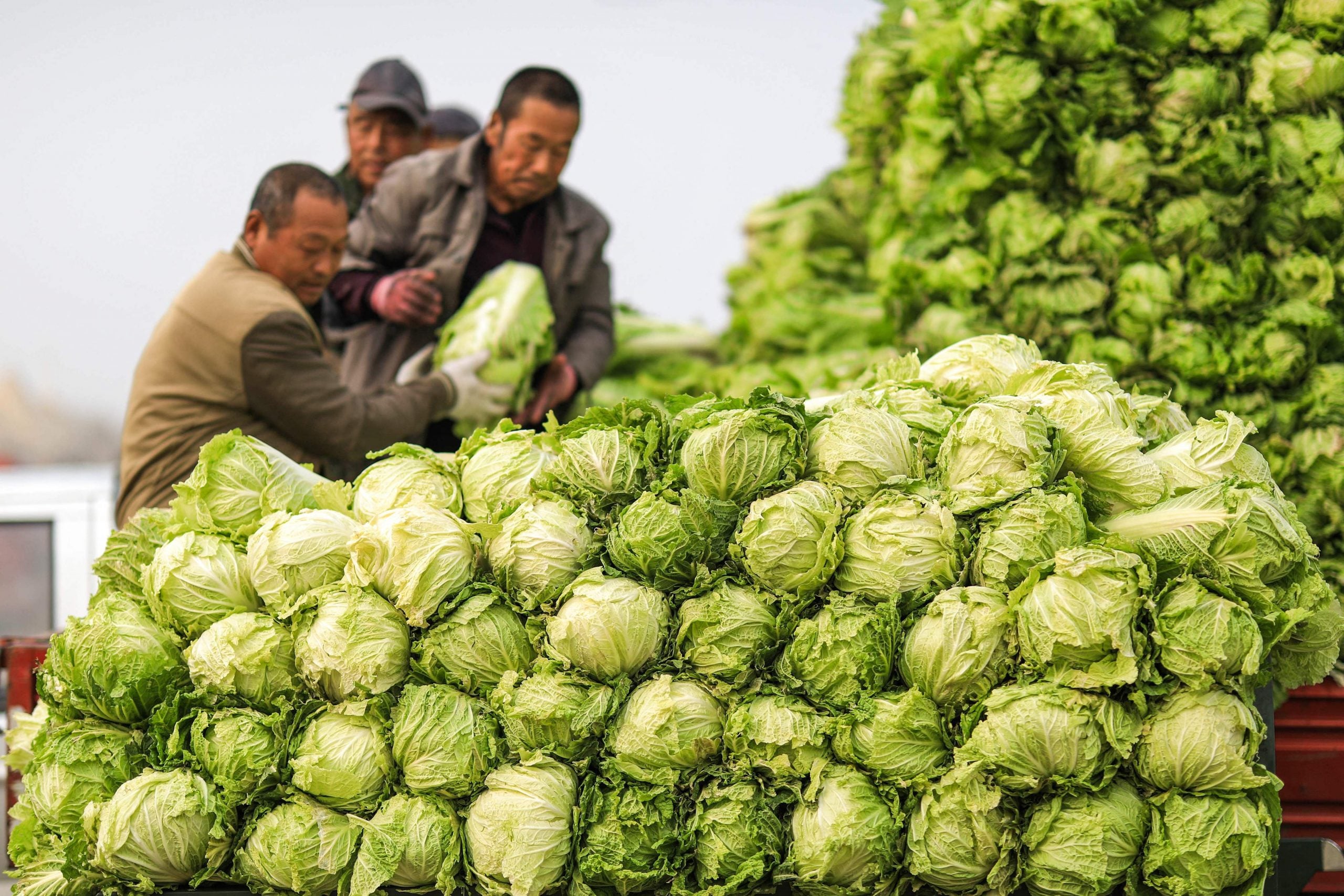 中国菜价暴涨 一斤菠菜价格可买两斤猪肉