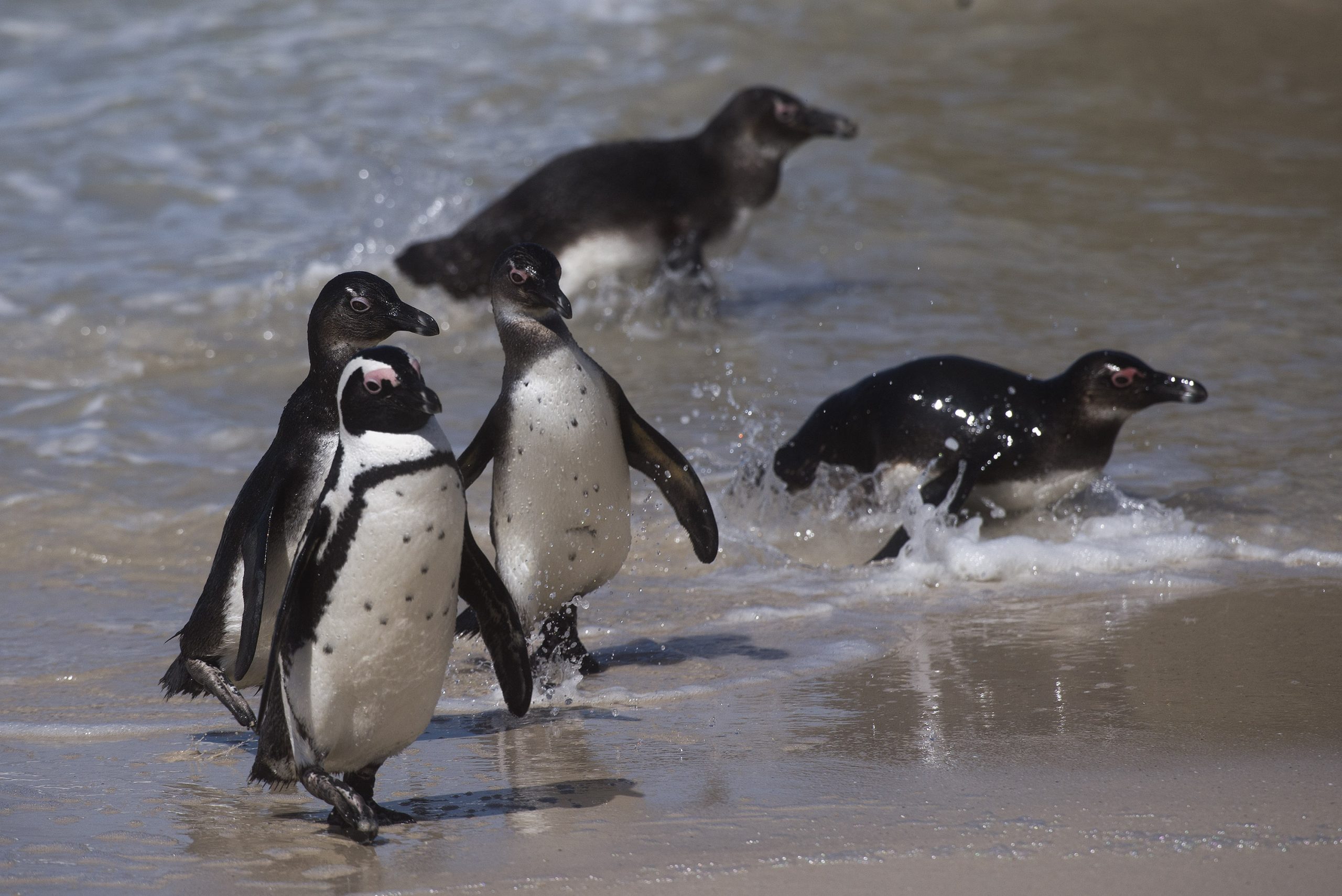 企鹅鲸鱼齐聚南非开普敦 近距离观赏濒危海洋生物