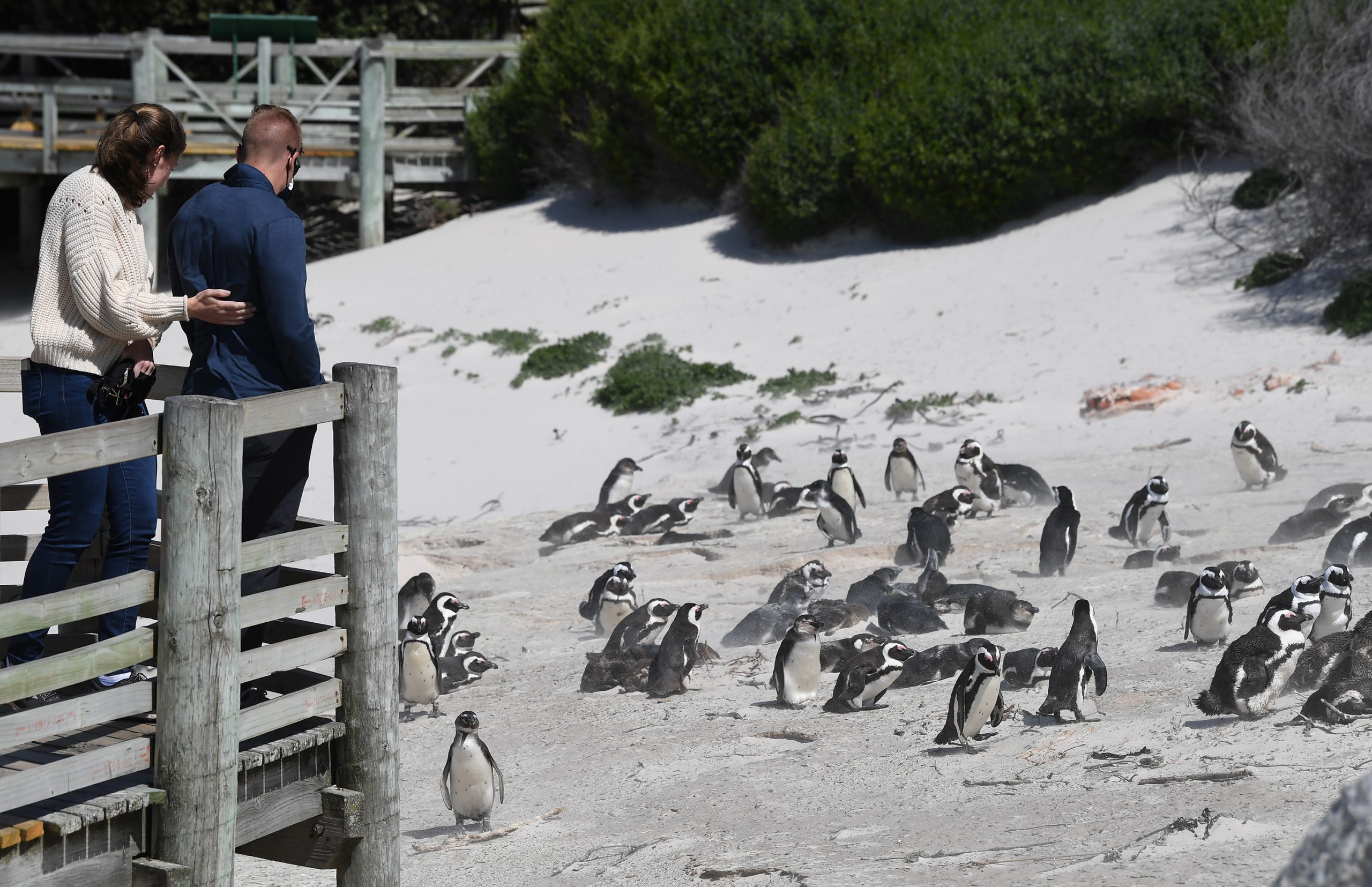 企鹅鲸鱼齐聚南非开普敦 近距离观赏濒危海洋生物