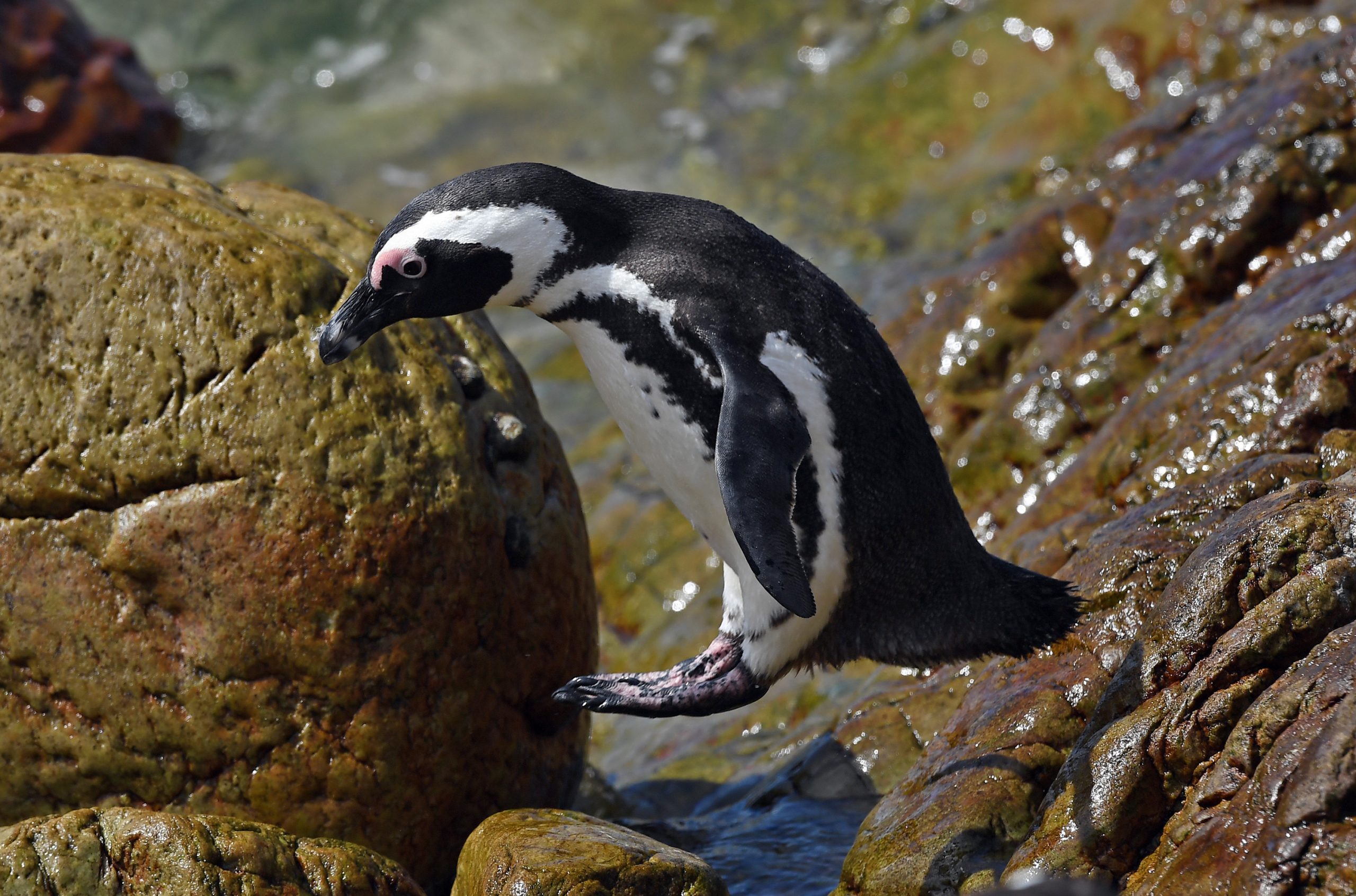 企鹅鲸鱼齐聚南非开普敦 近距离观赏濒危海洋生物