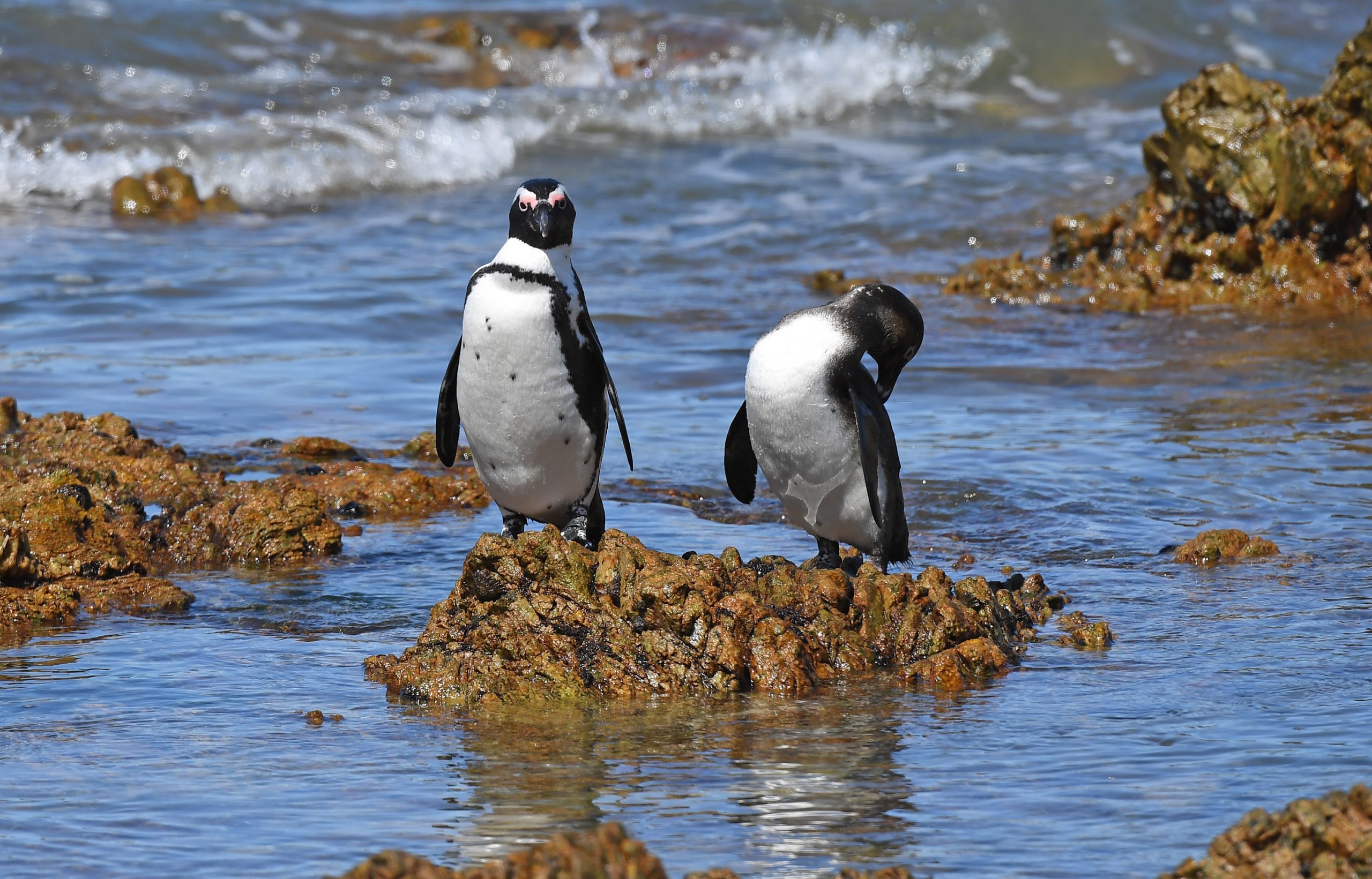 企鹅鲸鱼齐聚南非开普敦 近距离观赏濒危海洋生物