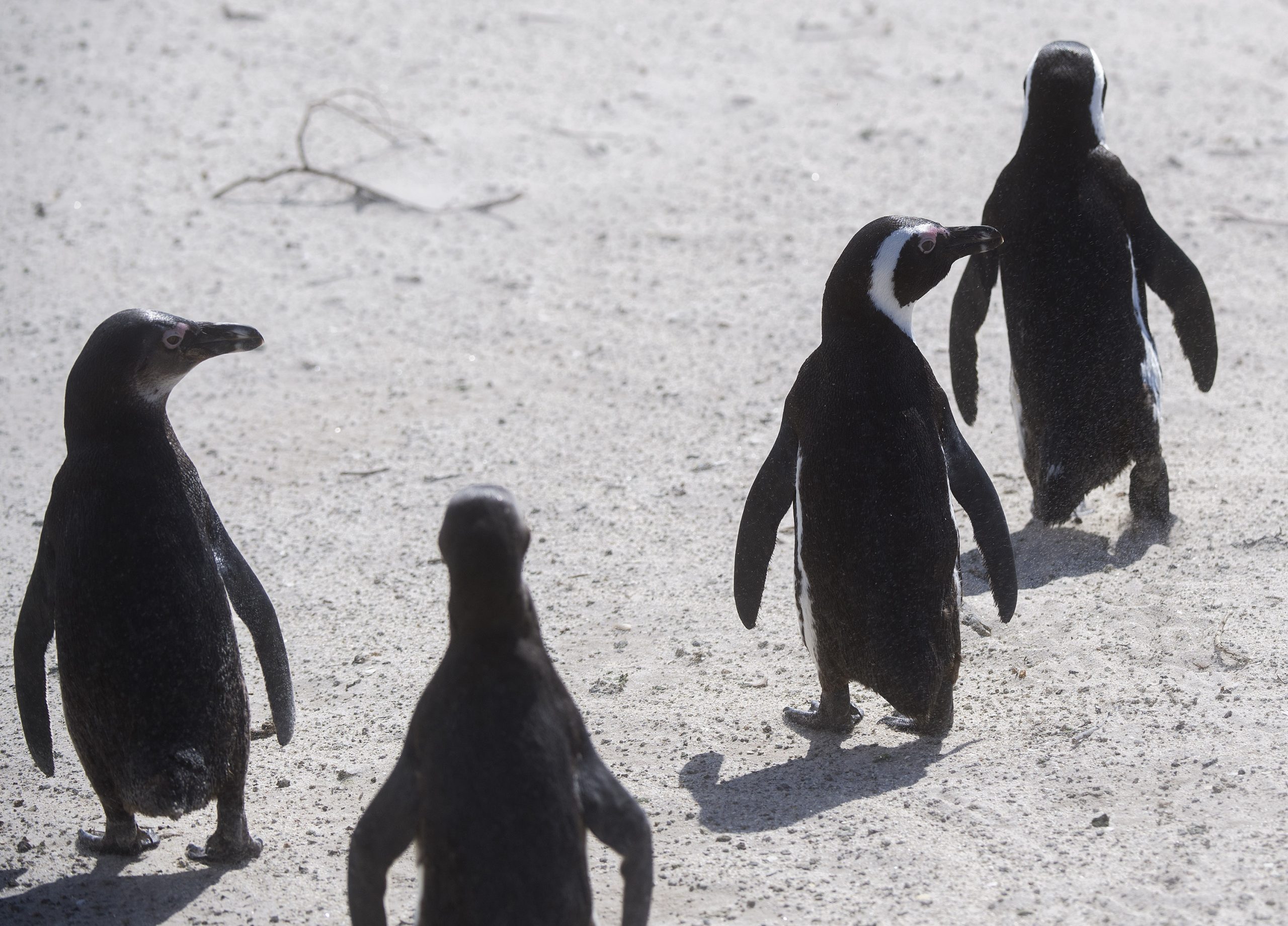 企鹅鲸鱼齐聚南非开普敦 近距离观赏濒危海洋生物