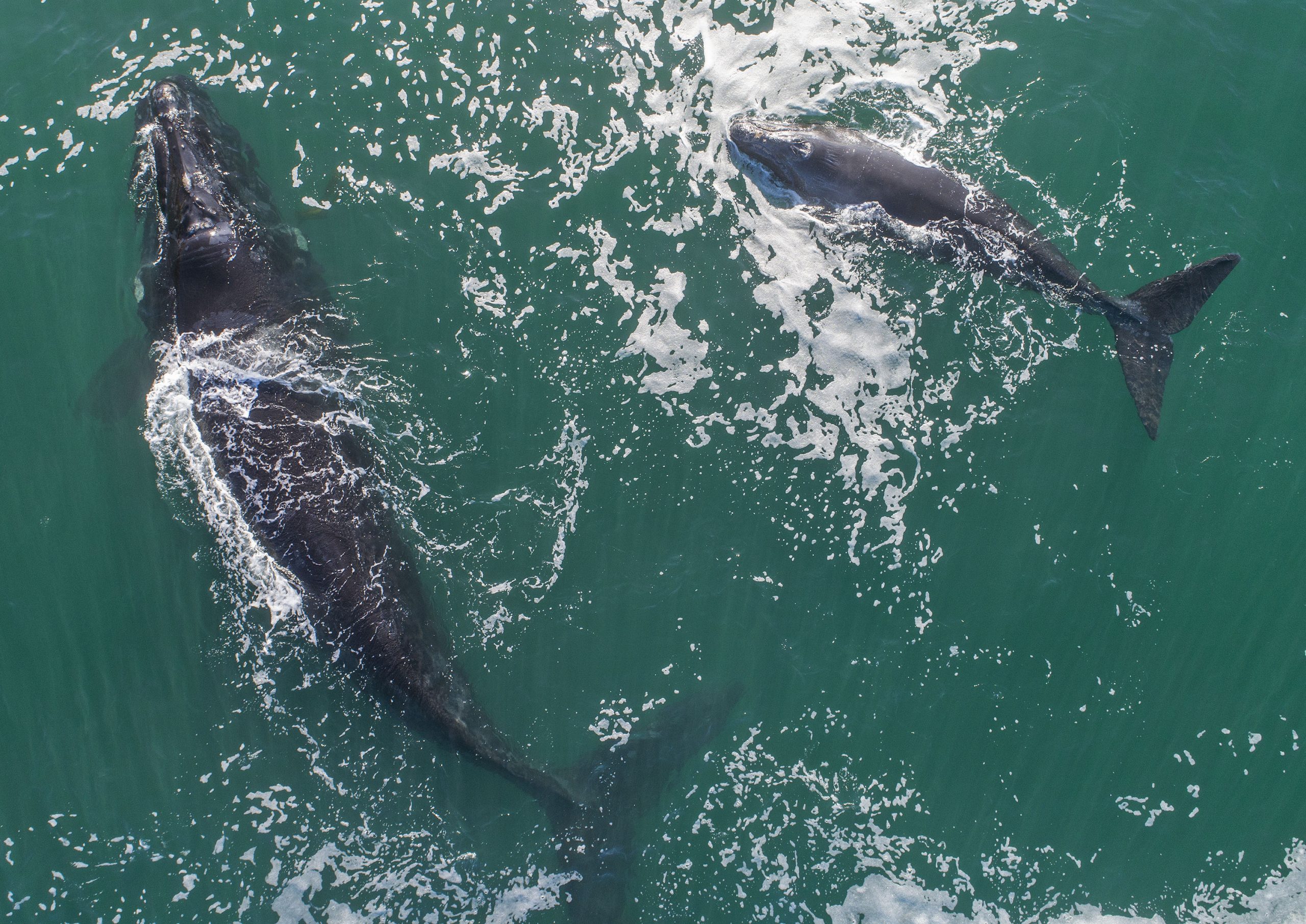 企鹅鲸鱼齐聚南非开普敦 近距离观赏濒危海洋生物
