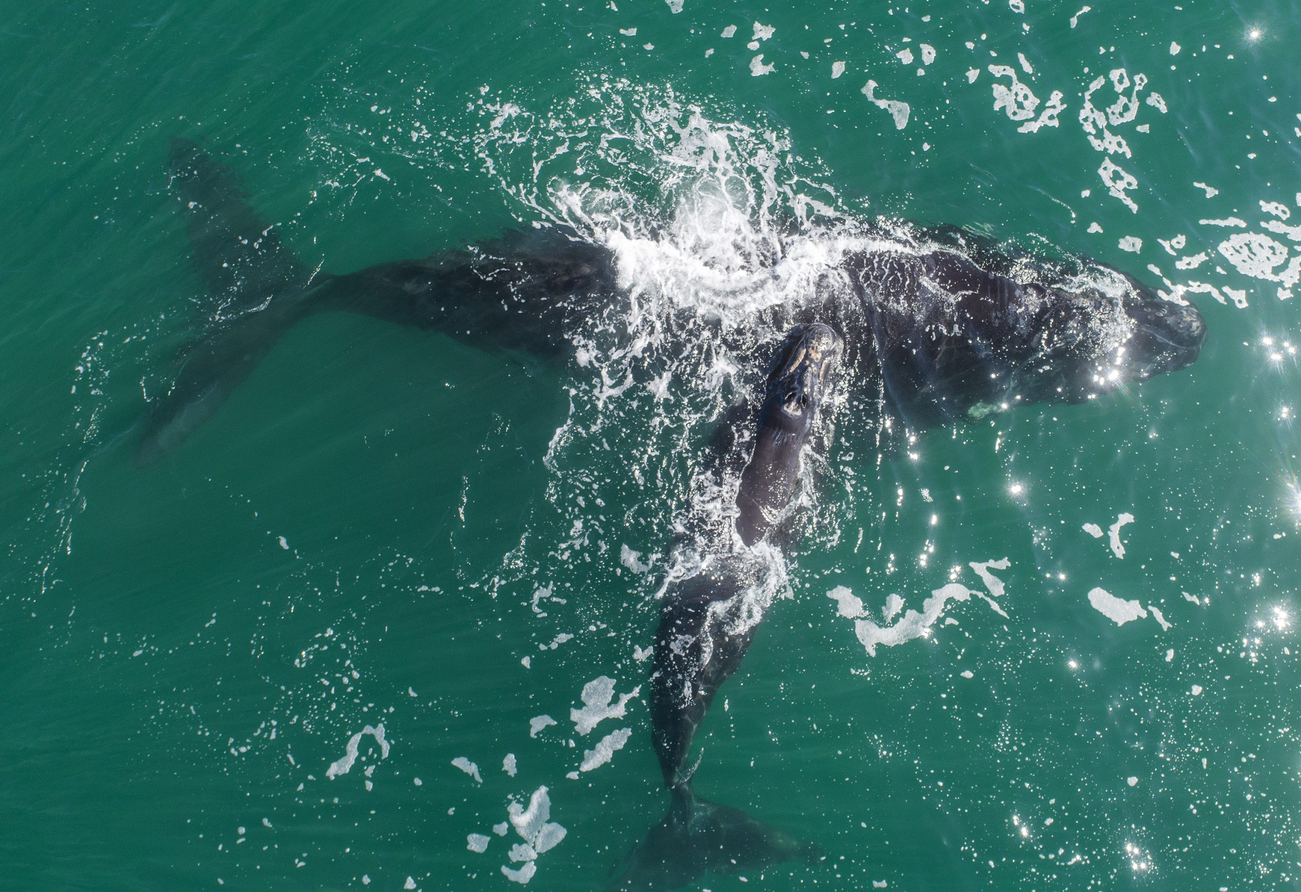 企鹅鲸鱼齐聚南非开普敦 近距离观赏濒危海洋生物