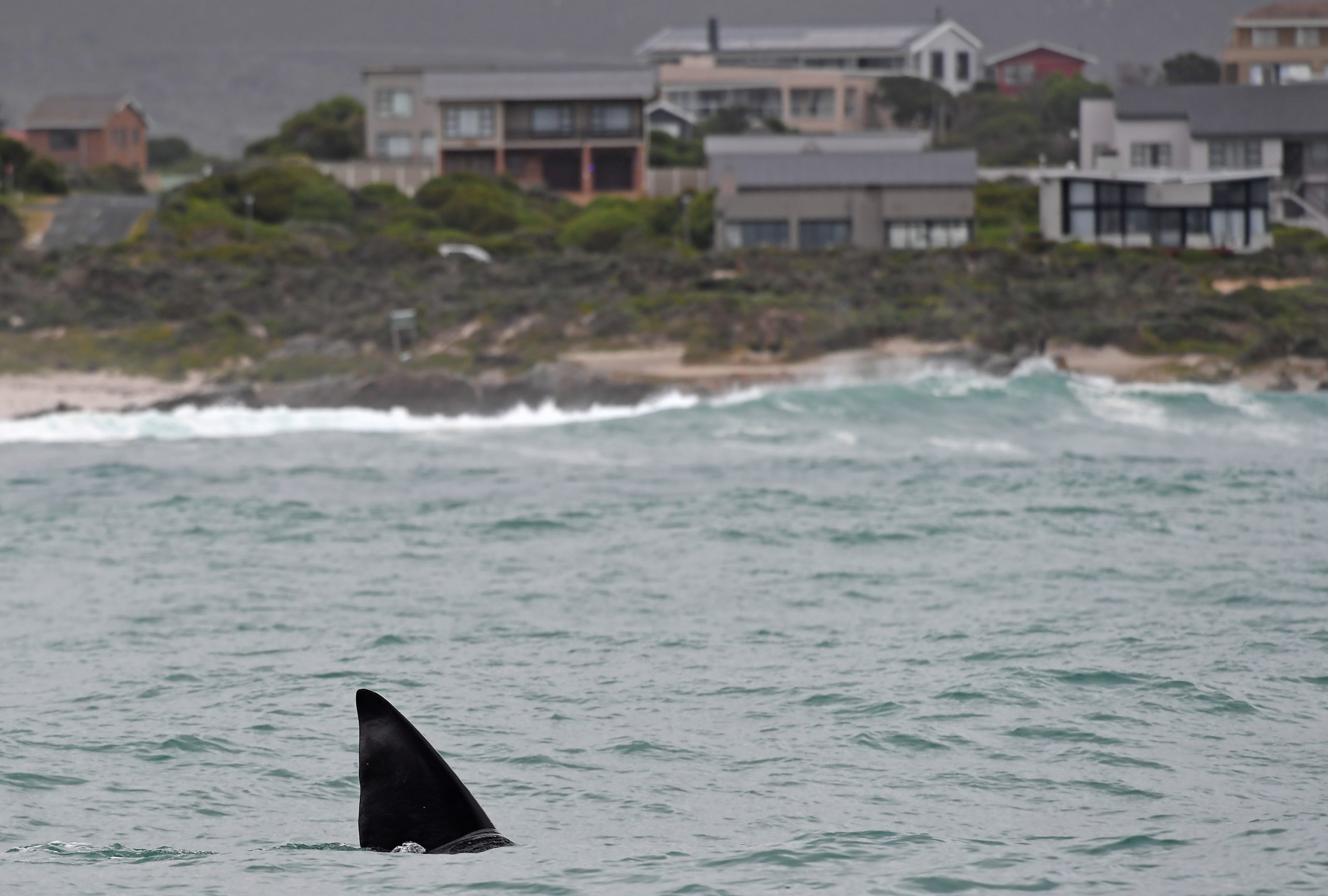 企鹅鲸鱼齐聚南非开普敦 近距离观赏濒危海洋生物