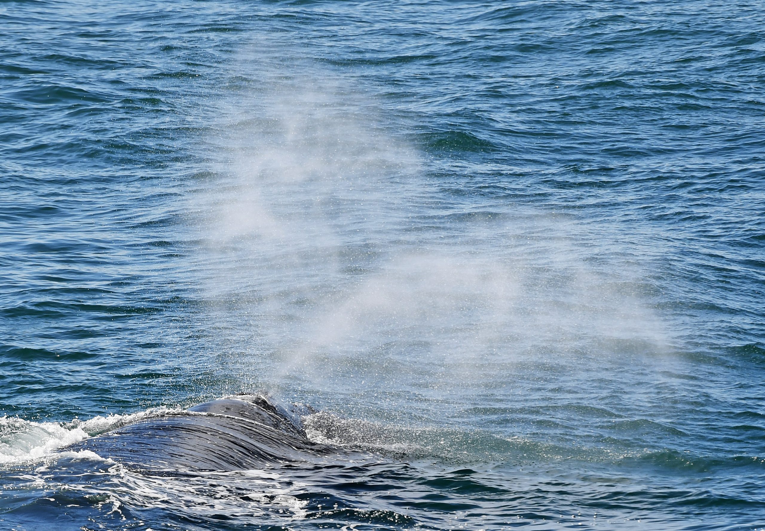 企鹅鲸鱼齐聚南非开普敦 近距离观赏濒危海洋生物