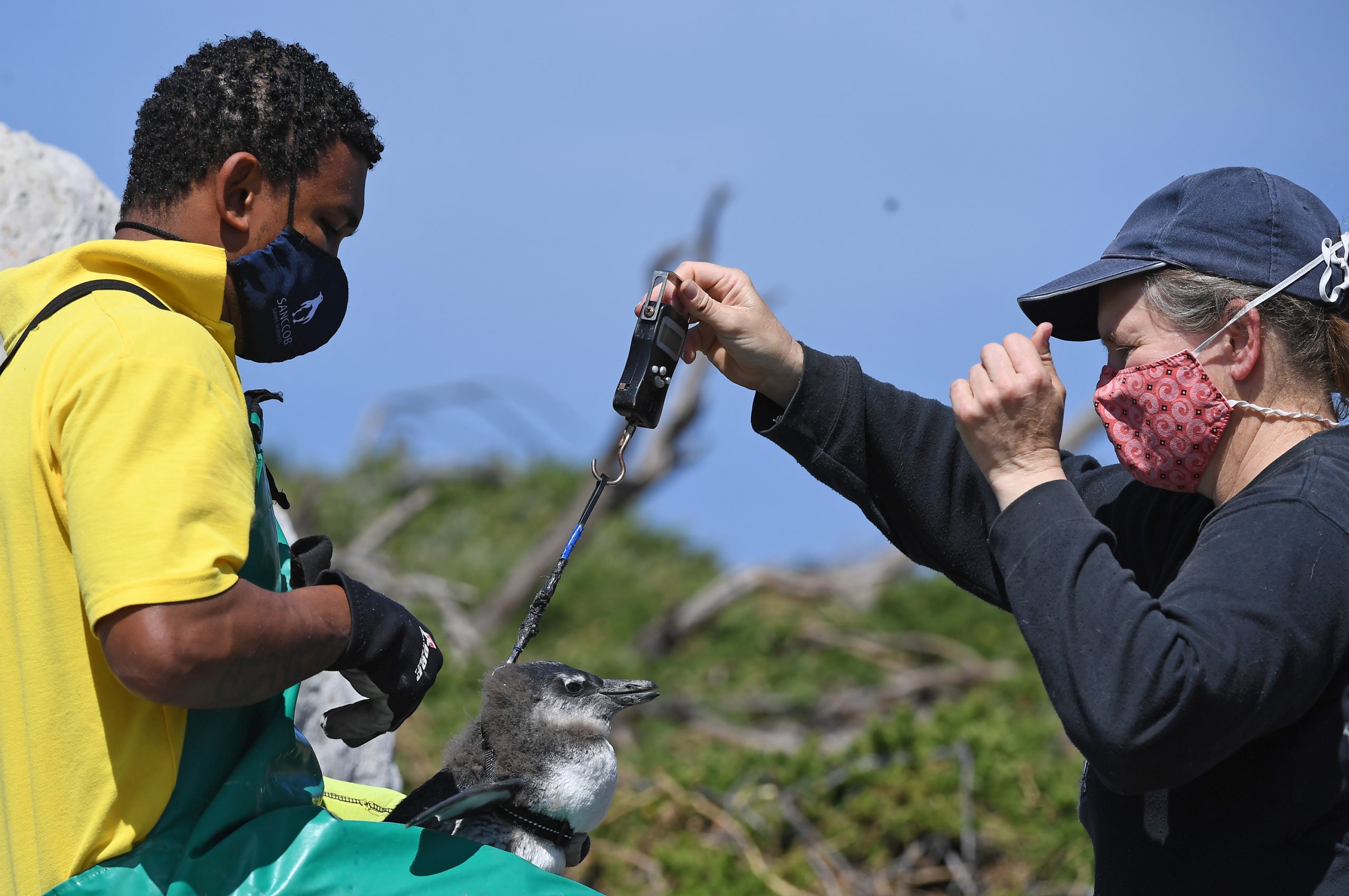 企鹅鲸鱼齐聚南非开普敦 近距离观赏濒危海洋生物