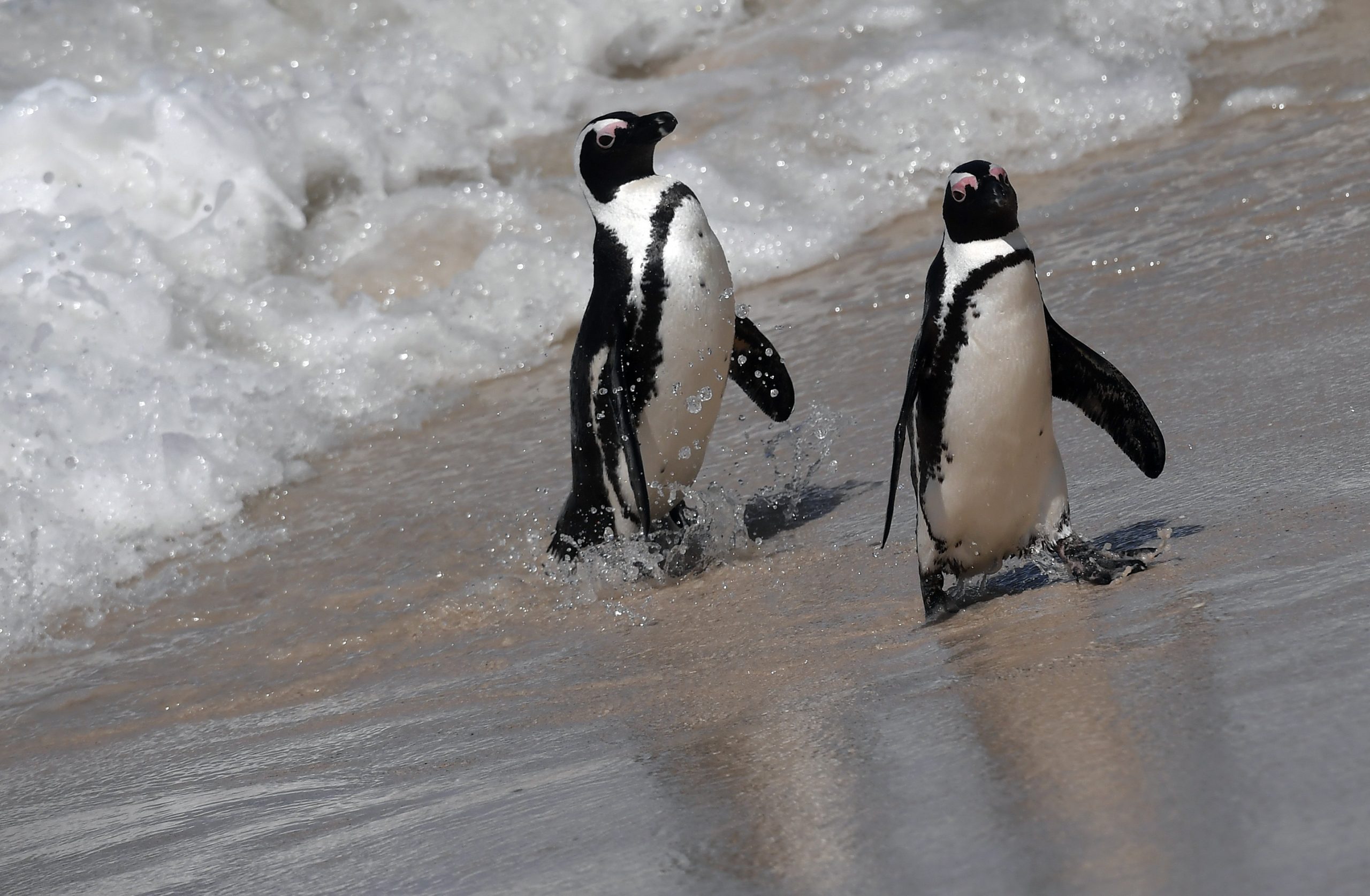 企鹅鲸鱼齐聚南非开普敦 近距离观赏濒危海洋生物