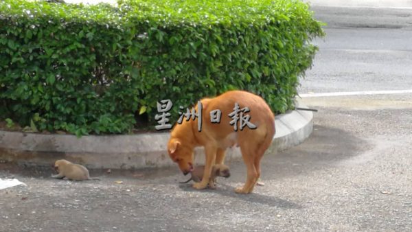 供FB/“别动不动叫我们把狗带回家!”勿对动保人士“道德绑架”