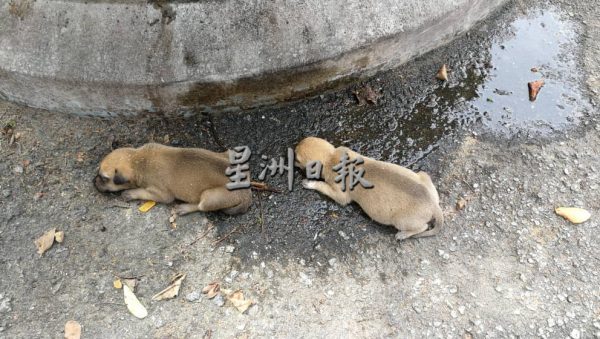 供FB/“别动不动叫我们把狗带回家!”勿对动保人士“道德绑架”