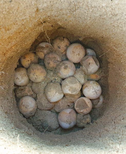 每千只海龟仅有1个“生还者”！船只螺旋桨、渔网、塑料成“海龟三大杀手”