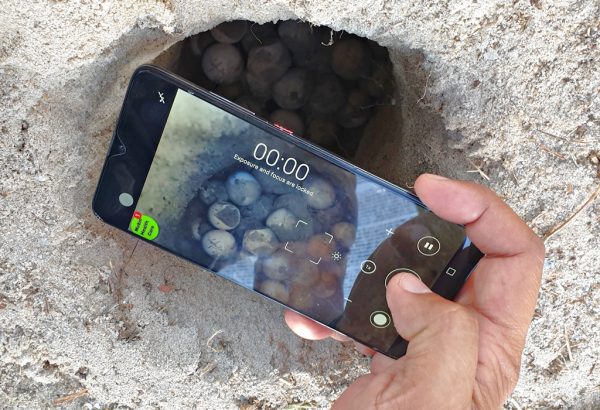 每千只海龟仅有1个“生还者”！船只螺旋桨、渔网、塑料成“海龟三大杀手”