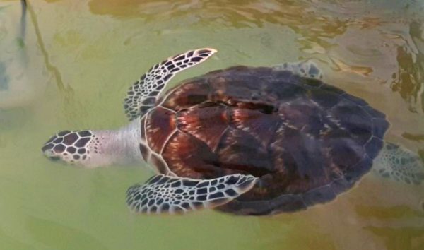 每千只海龟仅有1个“生还者”！船只螺旋桨、渔网、塑料成“海龟三大杀手”