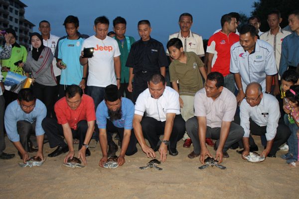 每千只海龟仅有1个“生还者”！船只螺旋桨、渔网、塑料成“海龟三大杀手”