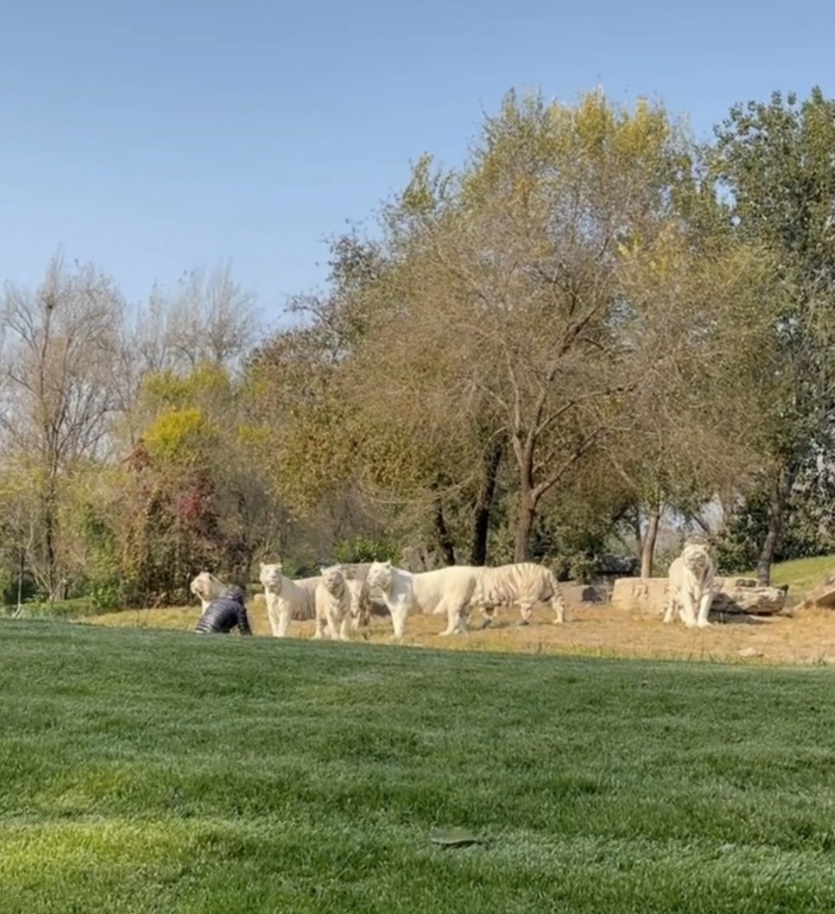 北京野生动物园游客擅自下车冲向虎群