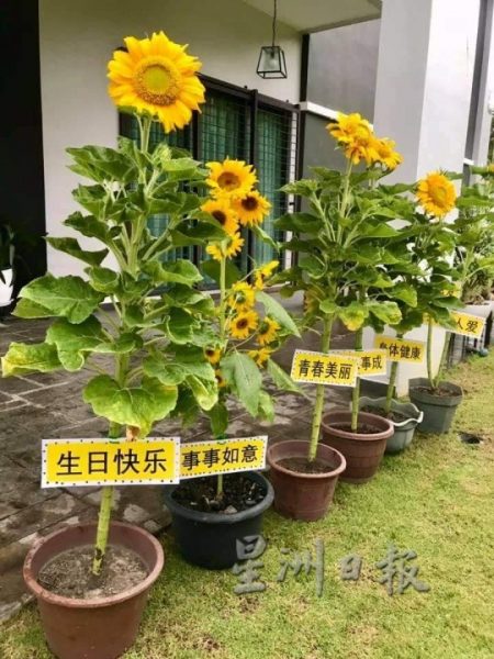 向日葵“开花成串”，万茂新村花海有惊喜