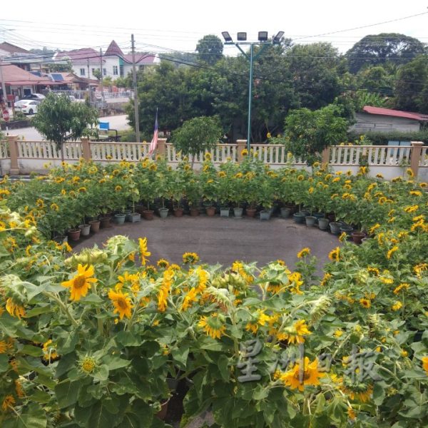 向日葵“开花成串”,万茂新村花海有惊喜