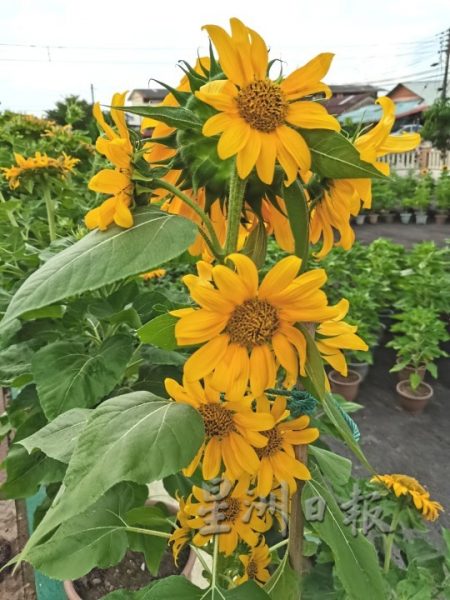 向日葵“开花成串”,万茂新村花海有惊喜