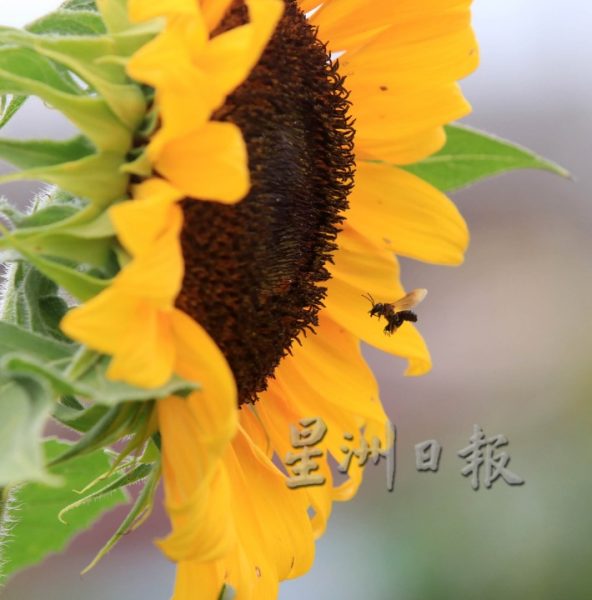 向日葵“开花成串”,万茂新村花海有惊喜