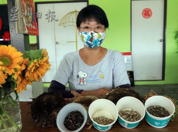 向日葵“开花成串”,万茂新村花海有惊喜