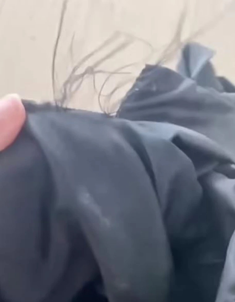 夏奇拉带8岁儿公园散步.被2野猪袭击咬烂包包