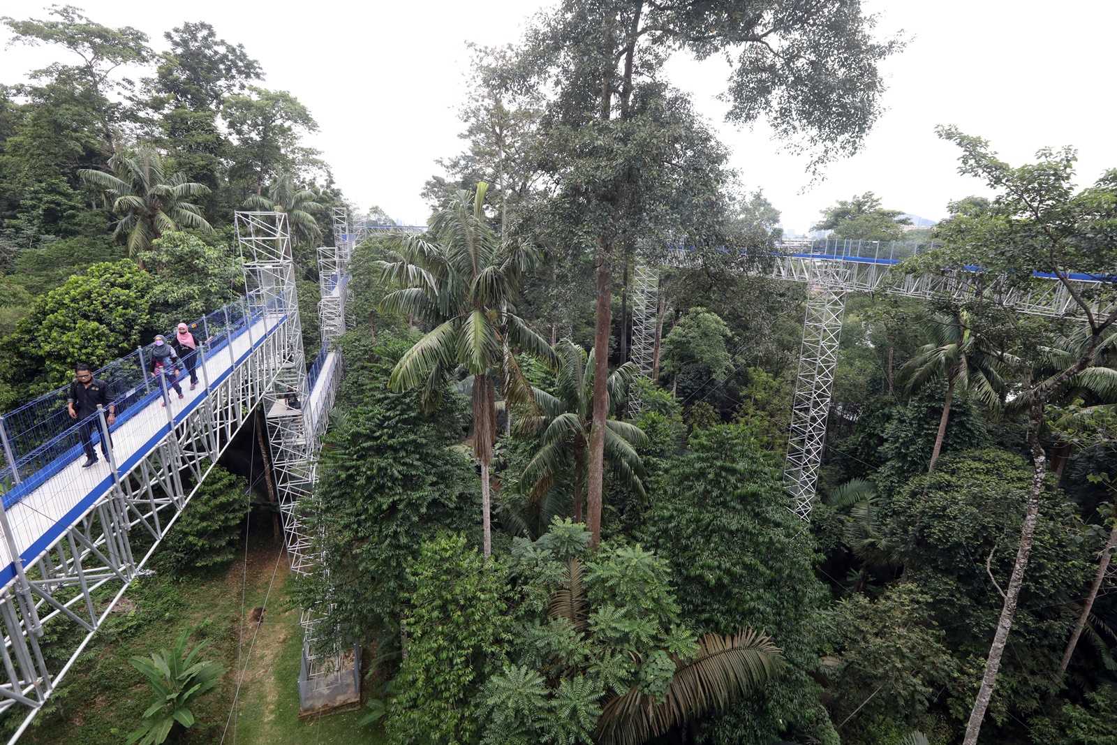 大都会-Forest Skywalk重开 1图