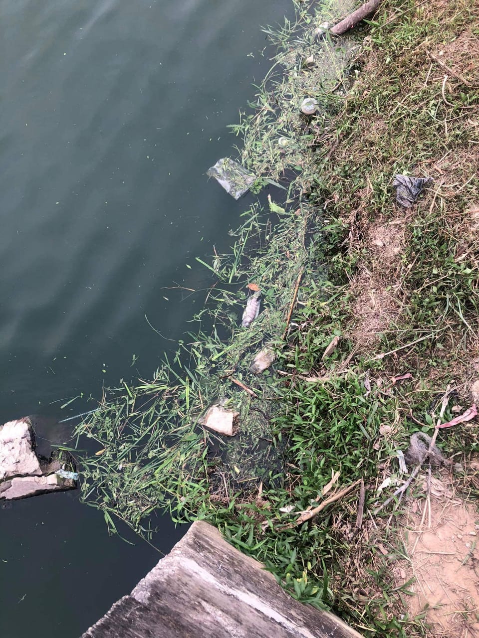 大都会:疑排放化学废料防洪池鱼儿翻肚/5图