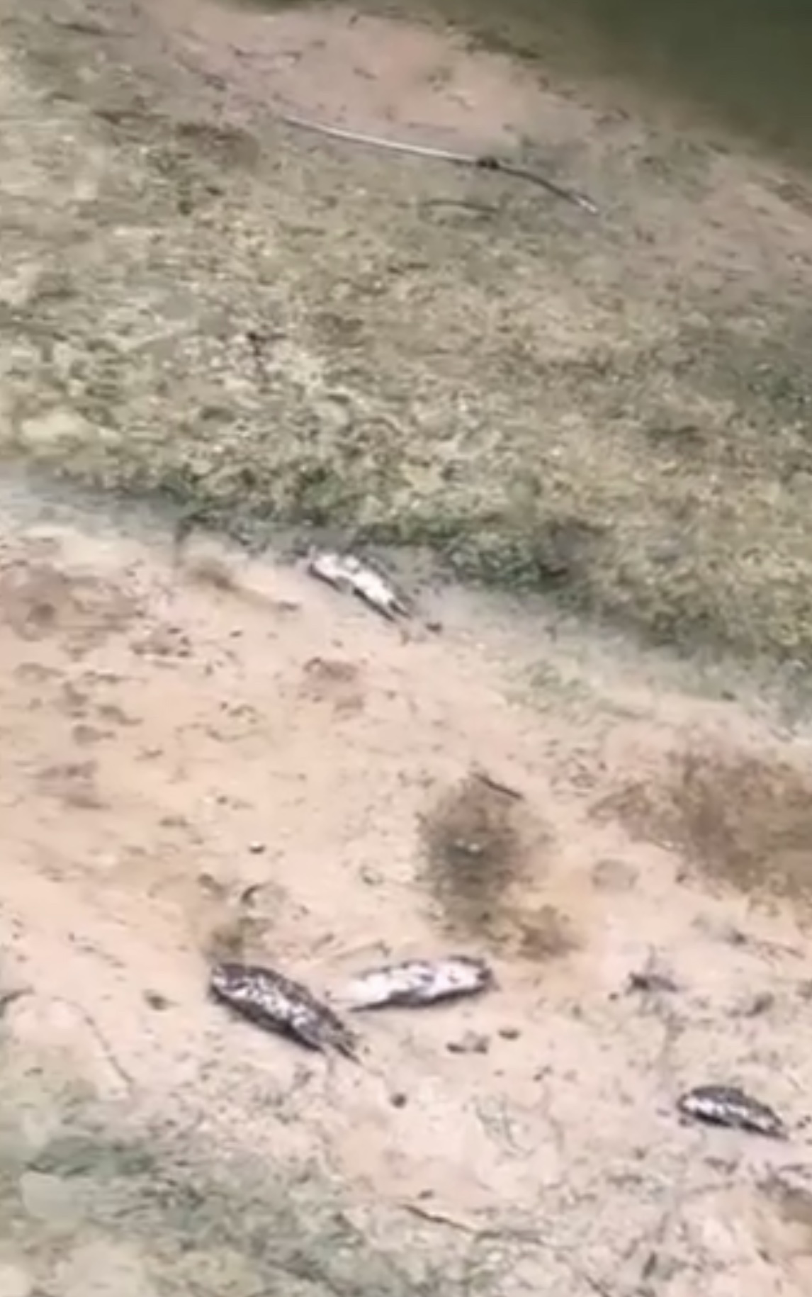 大都会:疑排放化学废料防洪池鱼儿翻肚/5图